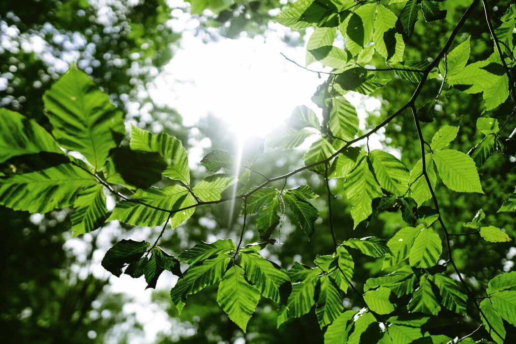 ミントグリーンミラーコンセプト画像